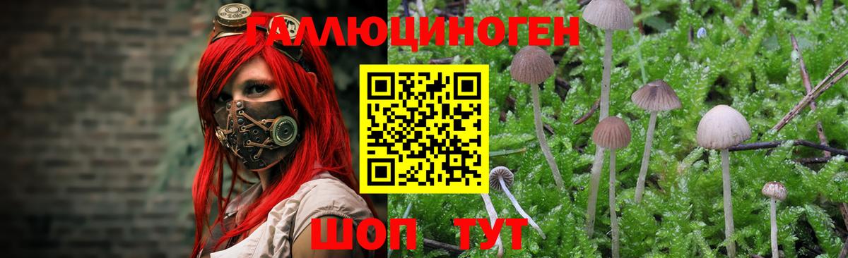 Псилоцибиновые грибы ЛСД  Вход с VPN  Мурино  цена   Псилоцибиновые грибы мицелий 